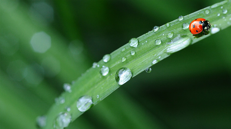 Herbicides