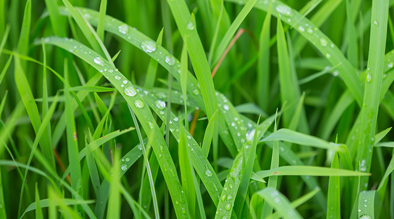 Plant growth regulators